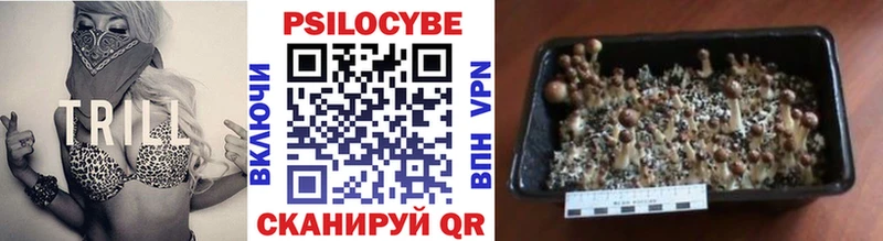 Купить где  Козельск  Псилоцибиновые грибы Psilocybine cubensis 
